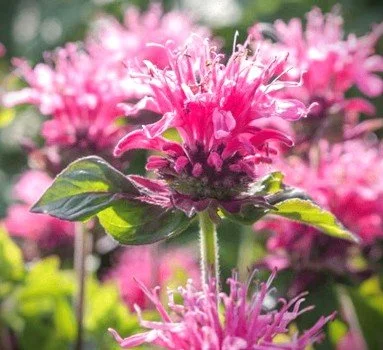 monarda coral reef.jpg