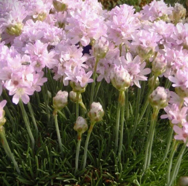 Armeria 'Victor Reiter' (Victor Reiter Sea Thrift) 4-in.