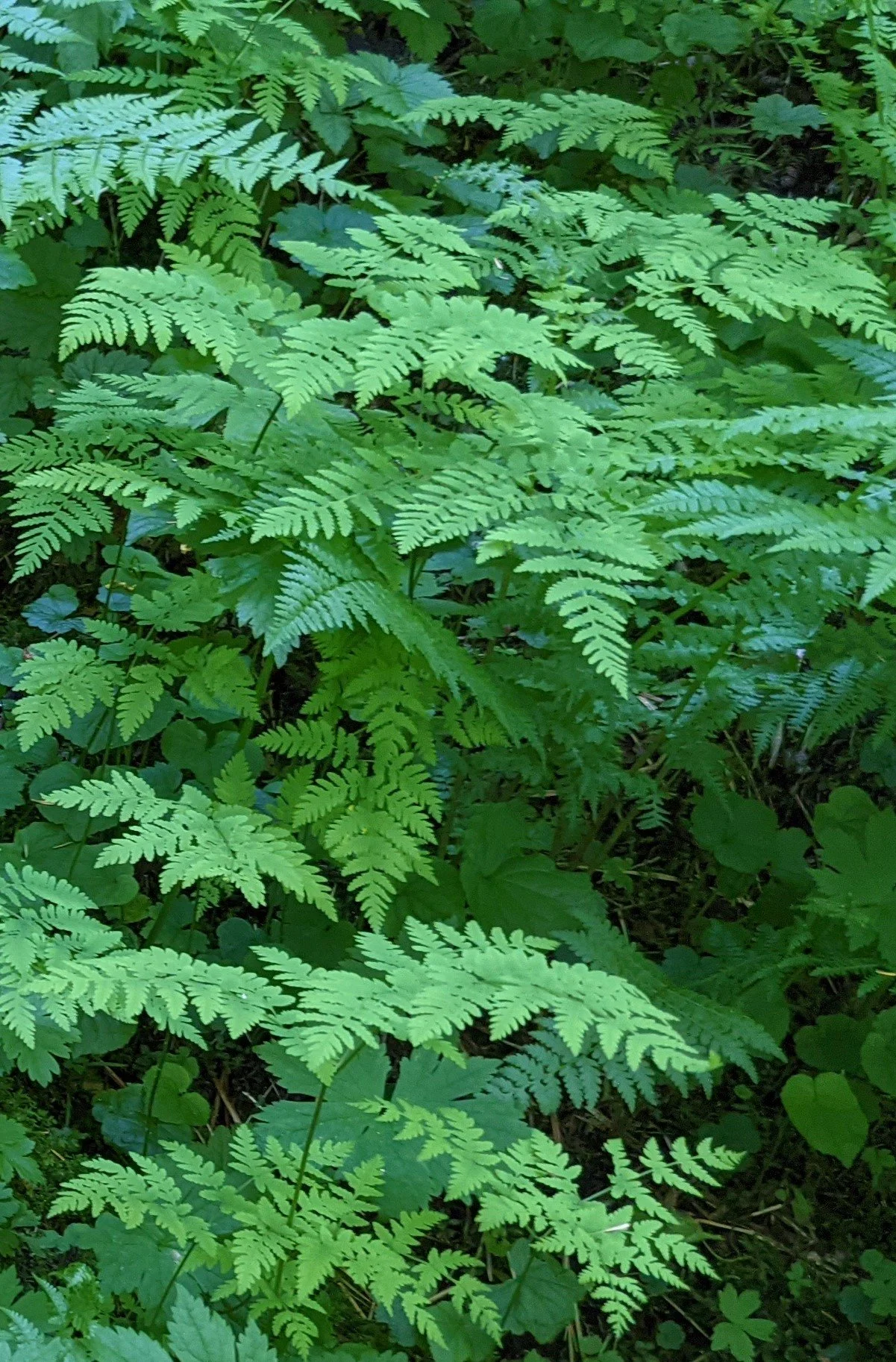 Gymnocarpium dryopteris (Oak Fern)