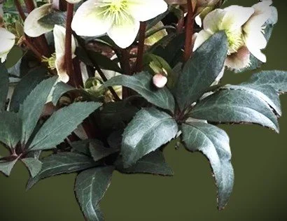 Helleborus foliage ericsmithii.jpg