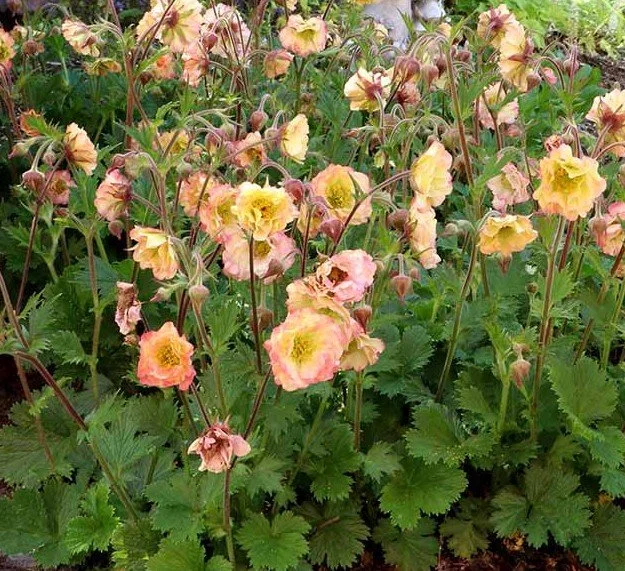 Geum-Pretticoats-Peach-12.jpg