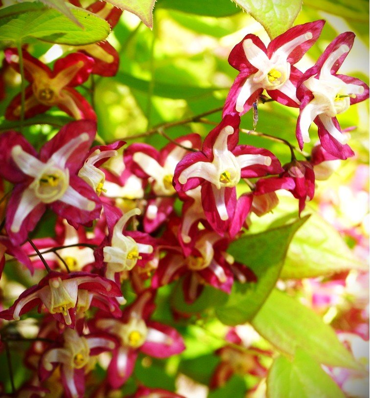 Epimedium-x-rubrum-‘Galadriel’-2.jpg