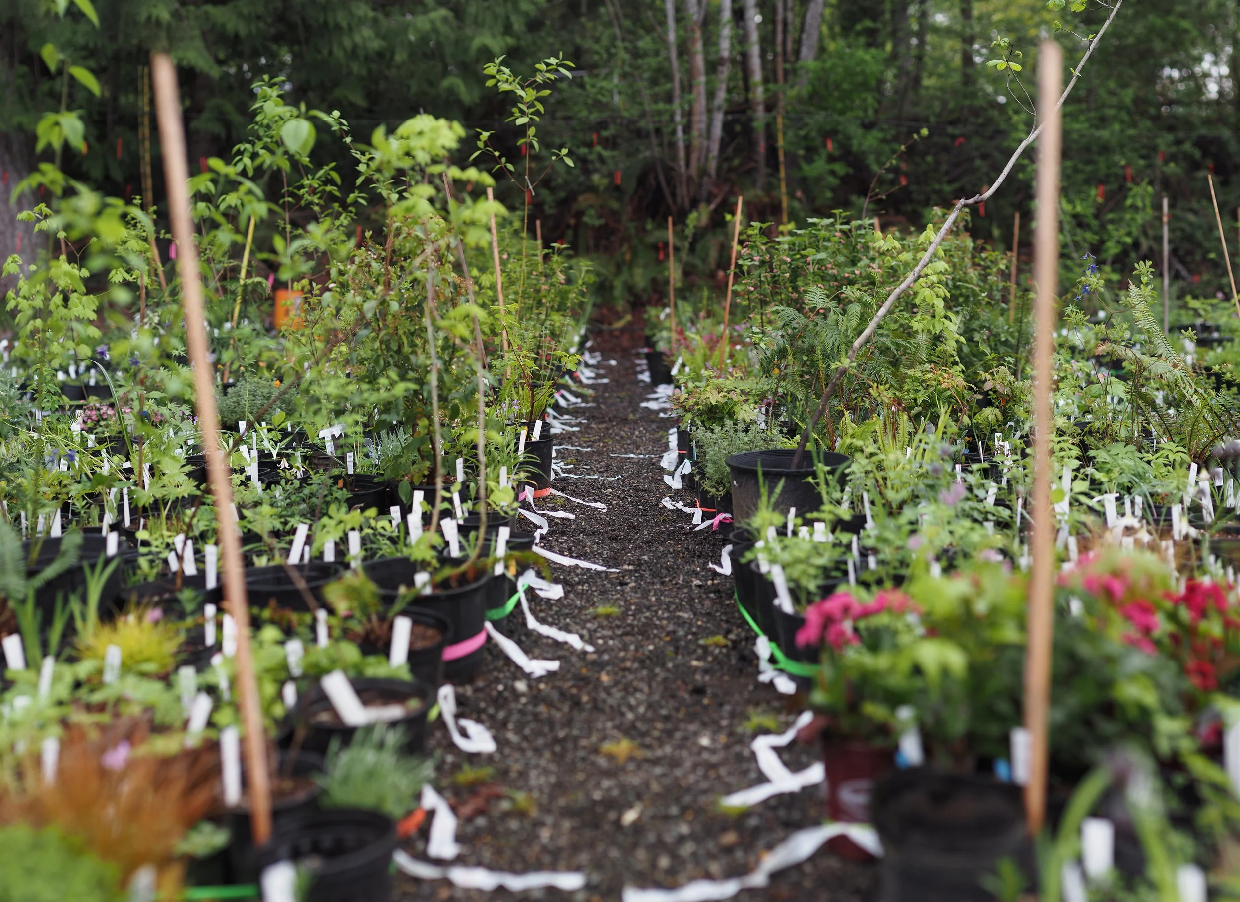 Native Plant Salvage Foundation