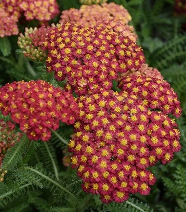 Achillea desert eve red close2.jpg
