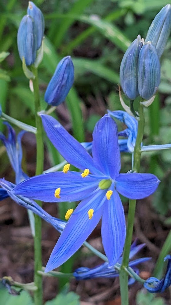 Camassia quamash (Common camas)