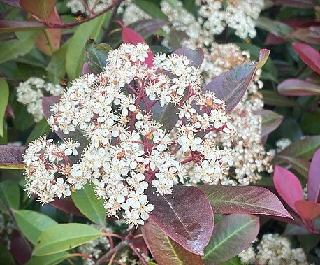 photinia flower2.jpg