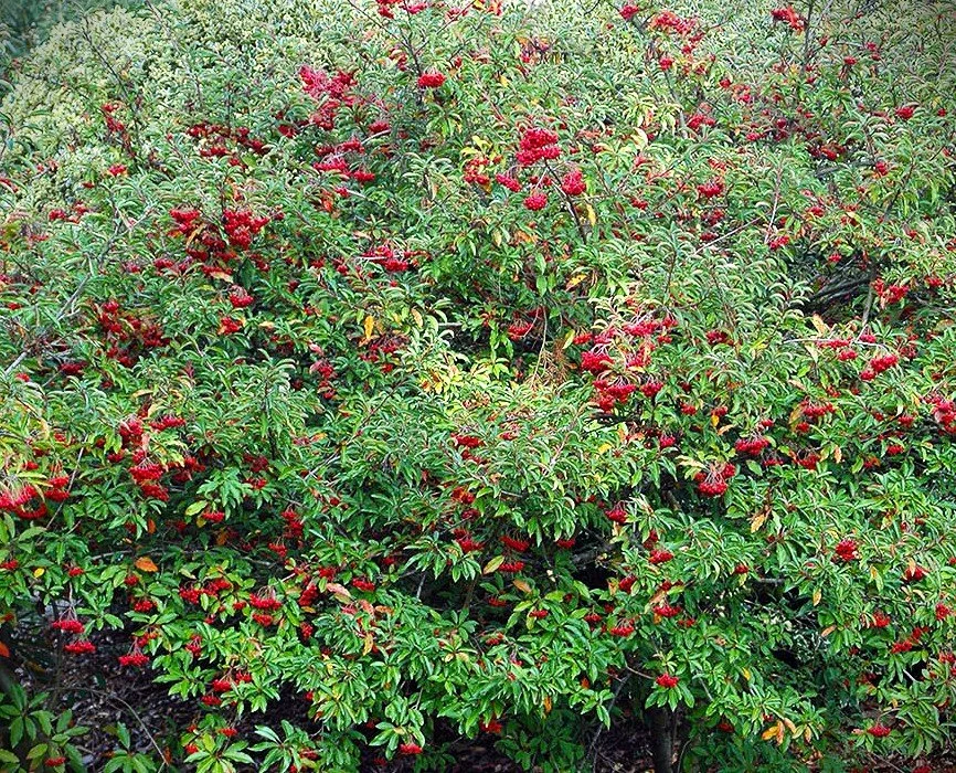Photinia davidiana broad.jpg