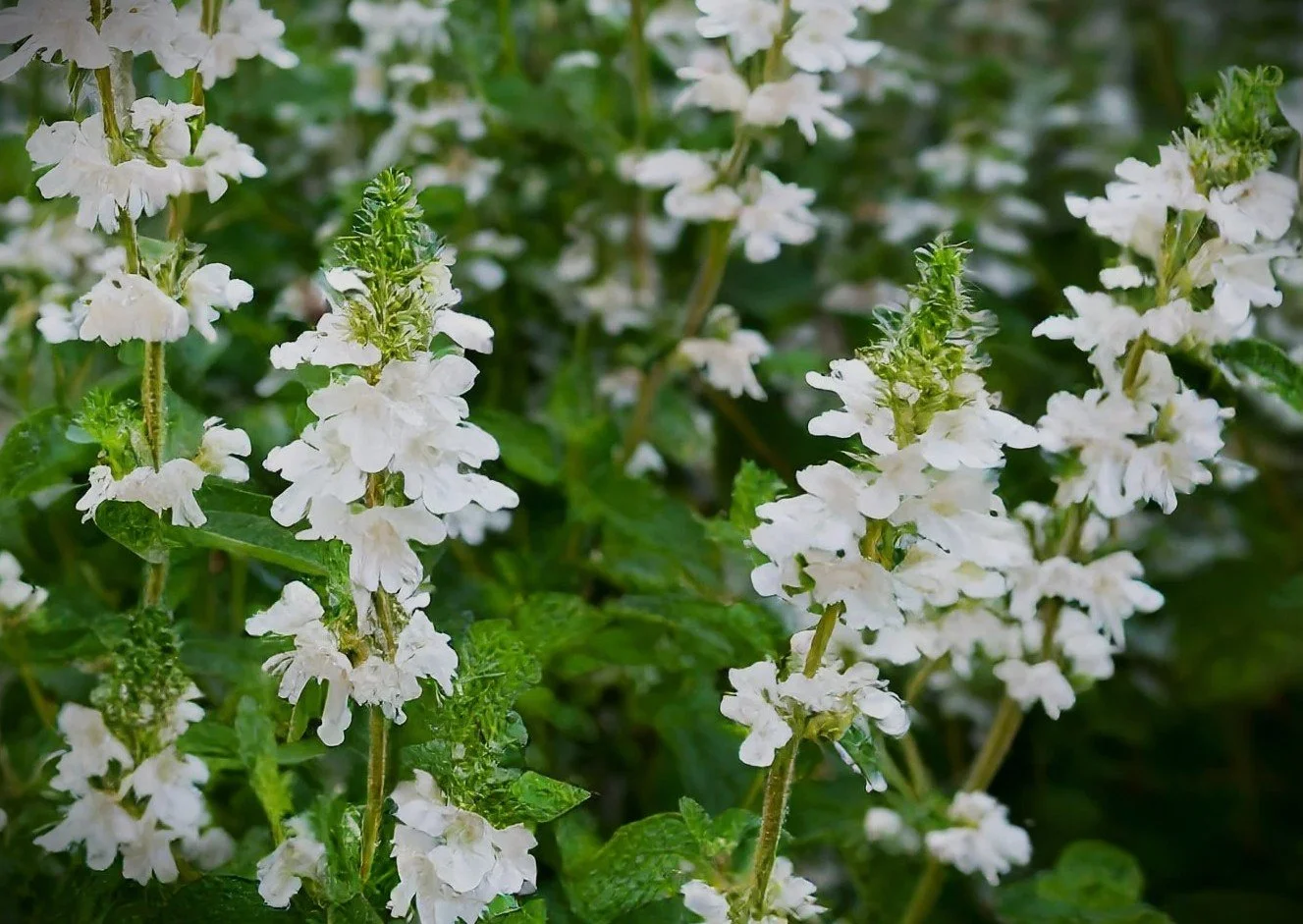 Calamintha nepeta 'White Cloud' (White Cloud Calamintha) 1 qt
