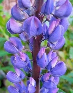 lupine-closeup.jpg