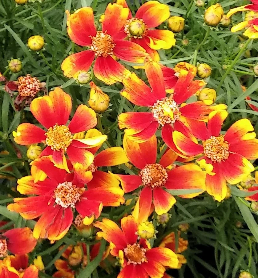 Coreopsis Broadstreet nat tag.jpg