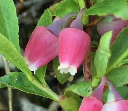 Vaccinium cespitosum (Dwarf bilberry)