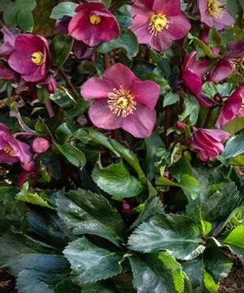 Heleborus IR red foliage.jpg
