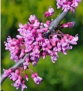 Cercis canadensis (Eastern Redbud) (1 gal)