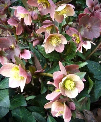 Helleborus merlin.jpg
