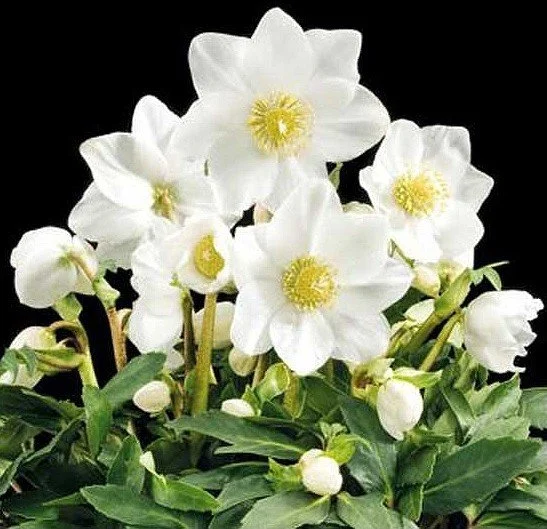 hellebore jonas tl.jpg