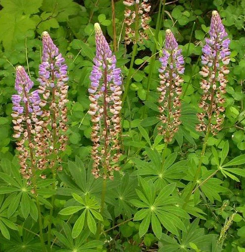 lupinus poly ben.jpg
