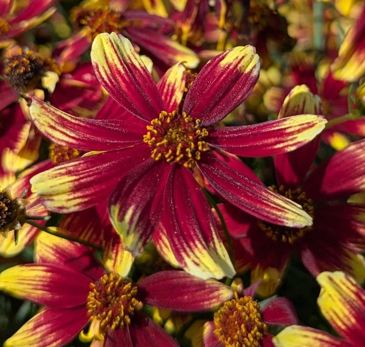 Coreopsis verticillata 'Bengal Tiger' (Bengal Tiger Tickseed) 1 gal