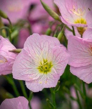oenothera-speciosa-twilight-pbr-7080305.jpeg