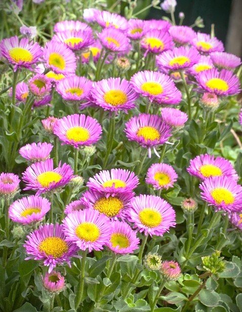 erigeron glaucus pink.jpg