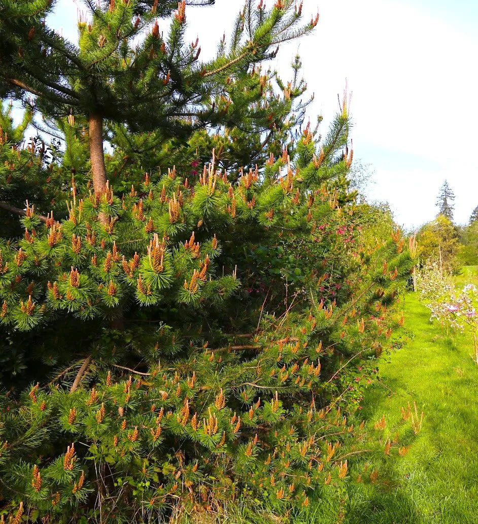 Pinus contorta var. contorta (Shore Pine)