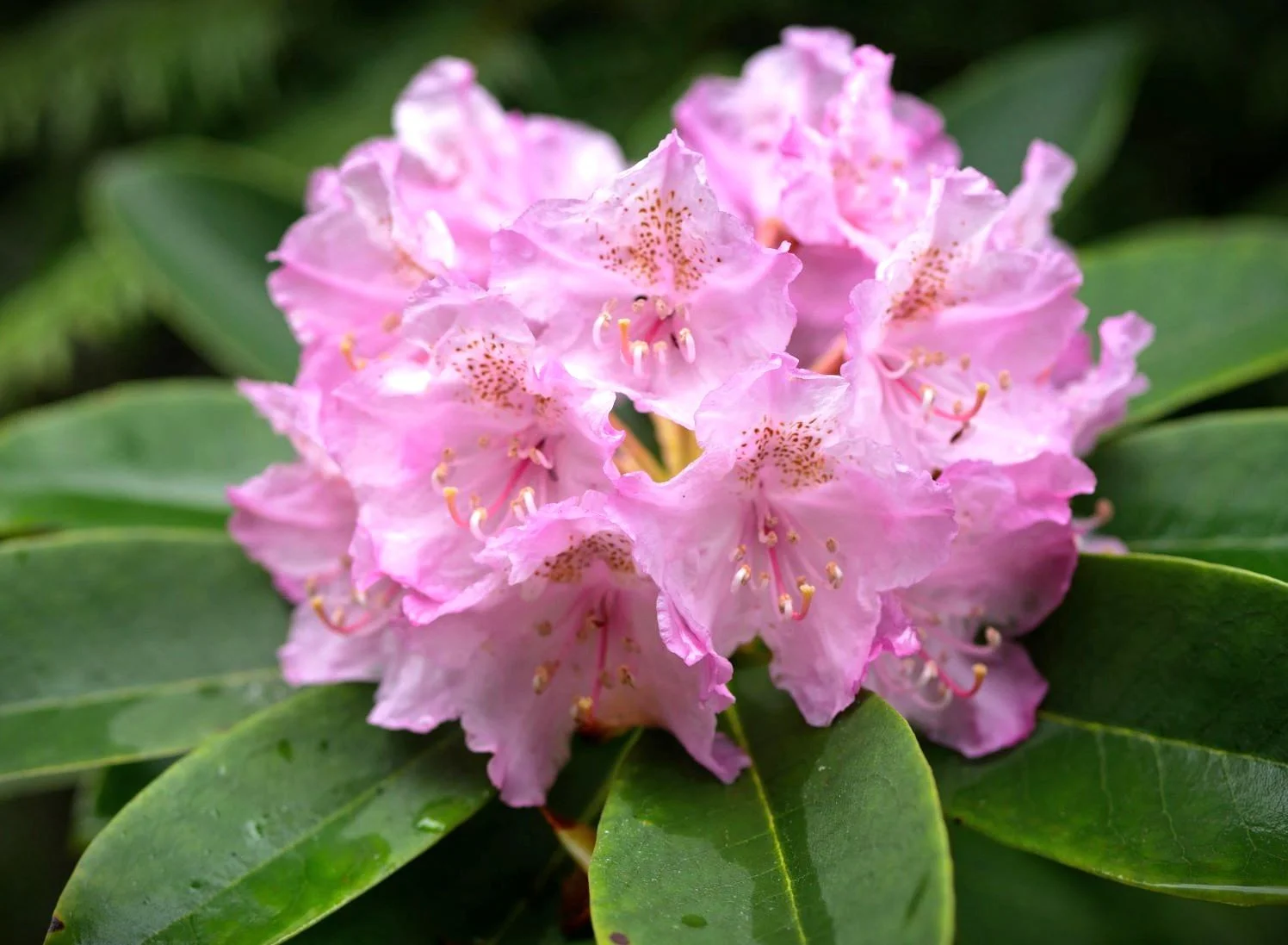 R macrophyllum close.jpg