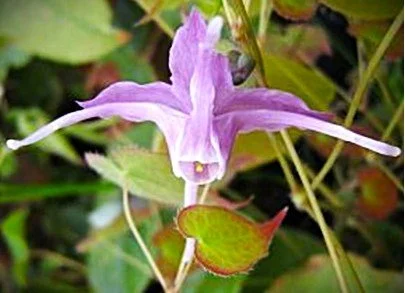 Epimedium close.jpg