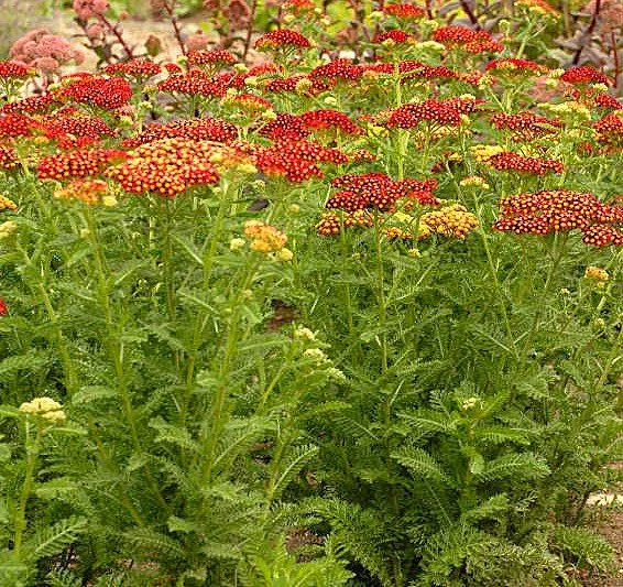 achillea straw seduc foliage.jpg
