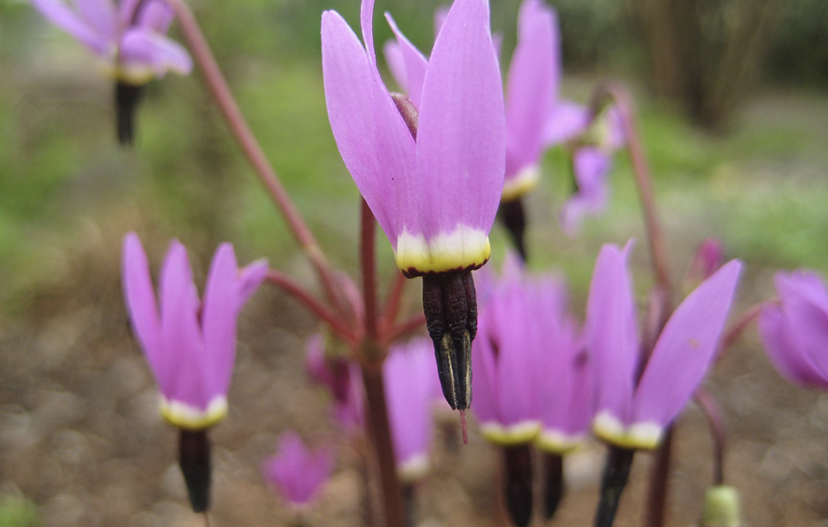Primula ( Dodecatheon ) hendersonii (Henderson's shooting star)