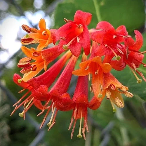 Lonicera ciliosa (Orange Honeysuckle) 1 gal
