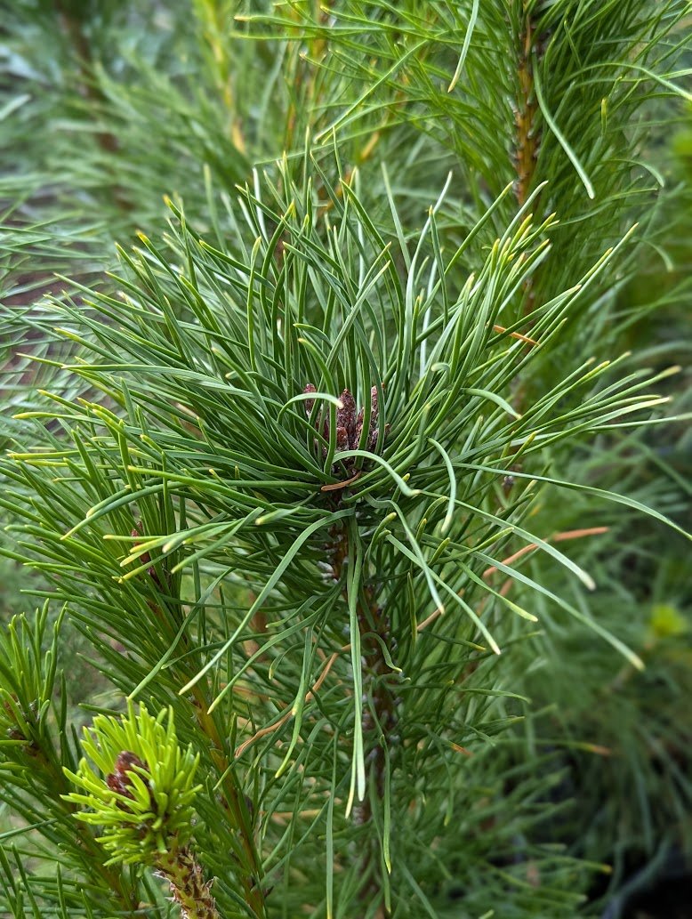 Pinus contorta.jpg