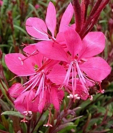 Gaura lindheimeri 'Belleza Dark Pink' (Belleza Dark Pink Beeblossom) 1 gal