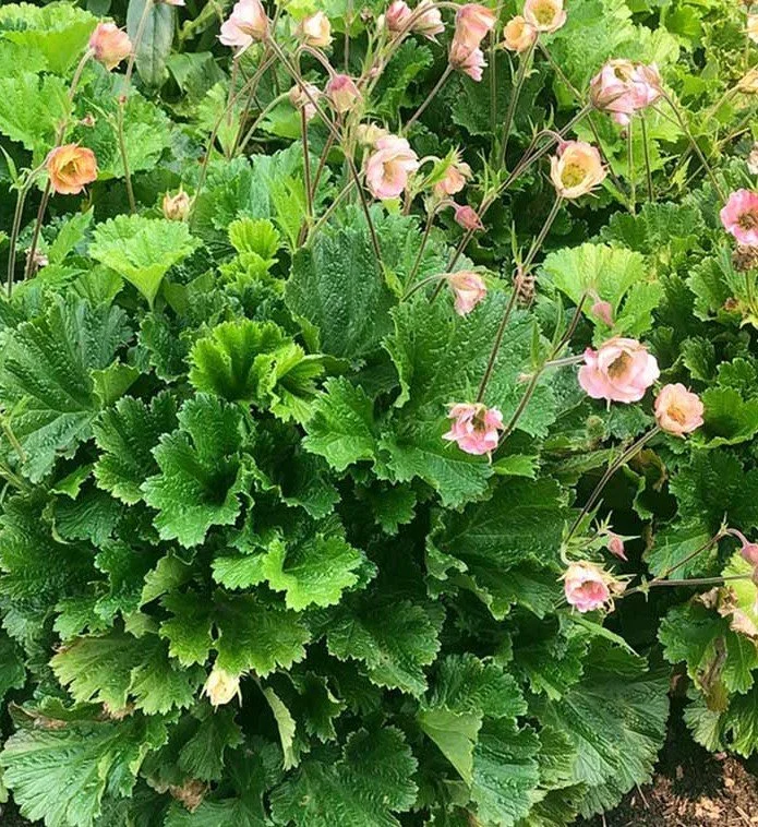 Geum-Pretticoats-Peach-10.jpg