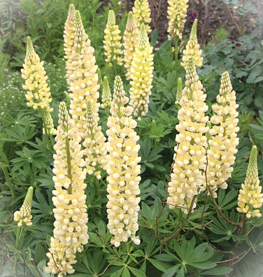 Lupinus x 'Chandelier' (Chandelier Lupine)