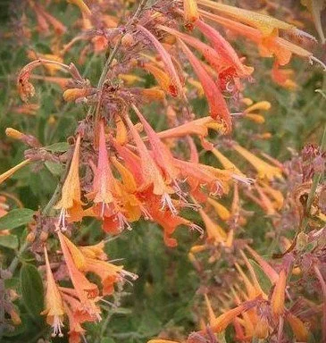 Agastache aurantiaca 'Navajo Sunset' (Navajo Sunset Hummingbird Mind) (1 Quart)