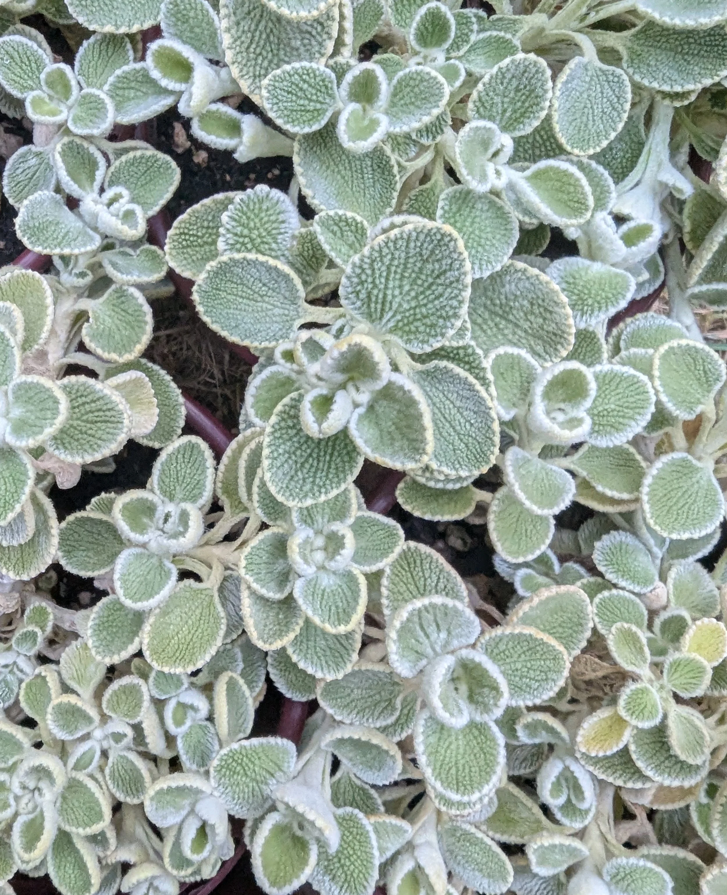 Marrubium rotundifolium (Horehound Silver Heels/Silver-edged Horehound) (1 quart)