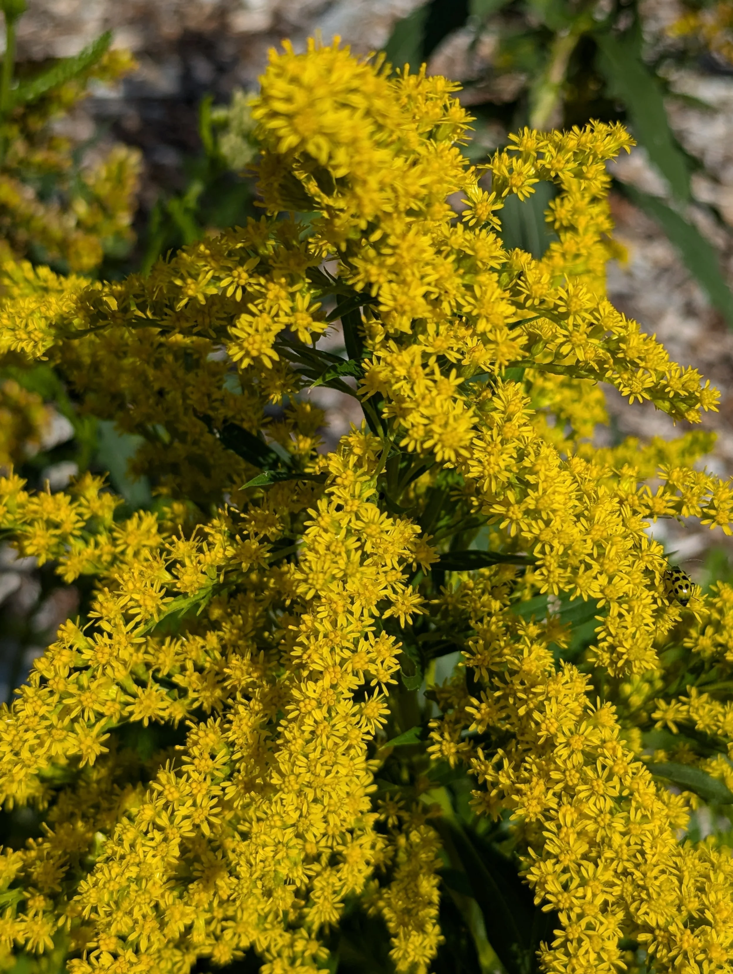 solidago - meadow goldenrod closeup eg.jpg
