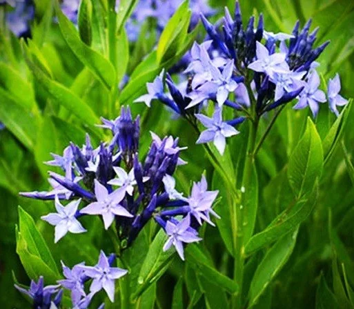 Amsonia tabernaemontana 'Blue Ice' (Blue Ice Amsonia) 1 gal