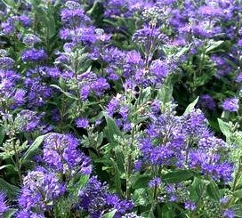 Caryopteris x clandoniensis 'Dark Knight', (Dark Knight Caryopteris)