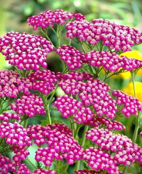 Achillea 'Summerwine' (Summerwine Yarrow)
