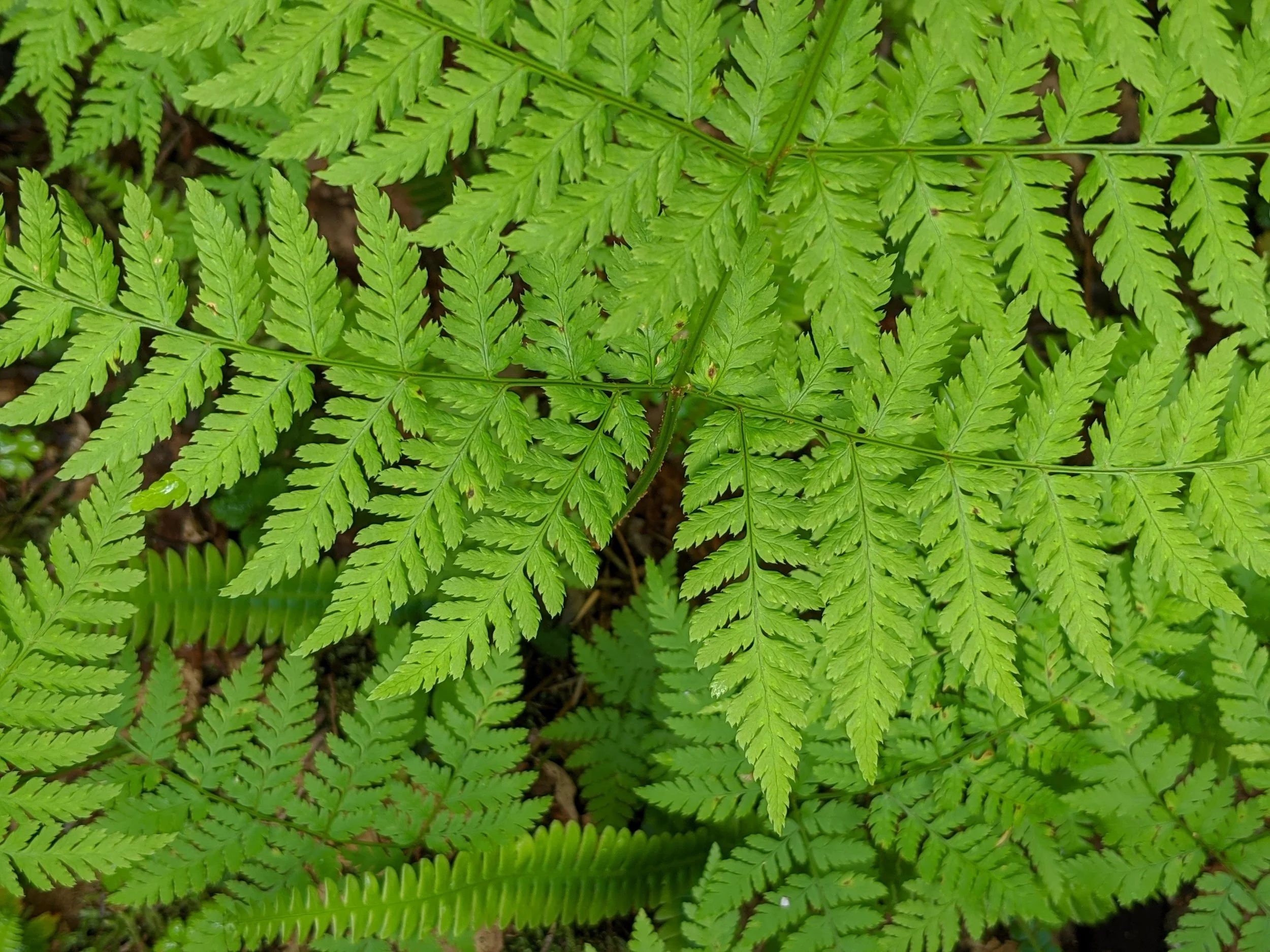 Dryopteris expansa eg.jpg