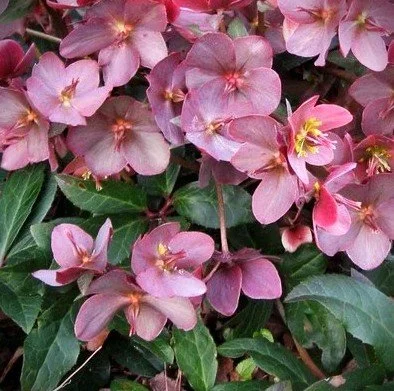 hellebore merlin flowers.jpg