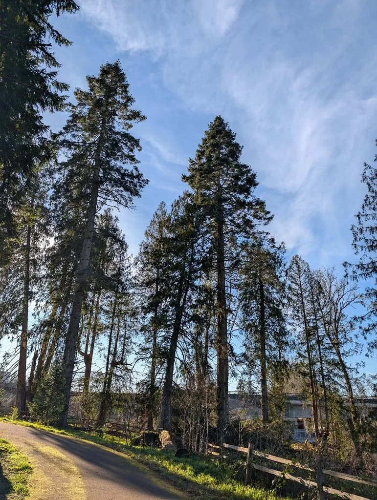 Abies grandis (Grand Fir)