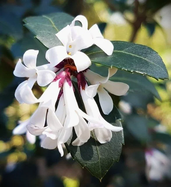 Osmanthus delavayi (Evergreen Sweet Olive) 5-gal.