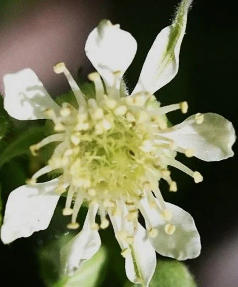 Rubus leucodermis (Blackcap raspberry)