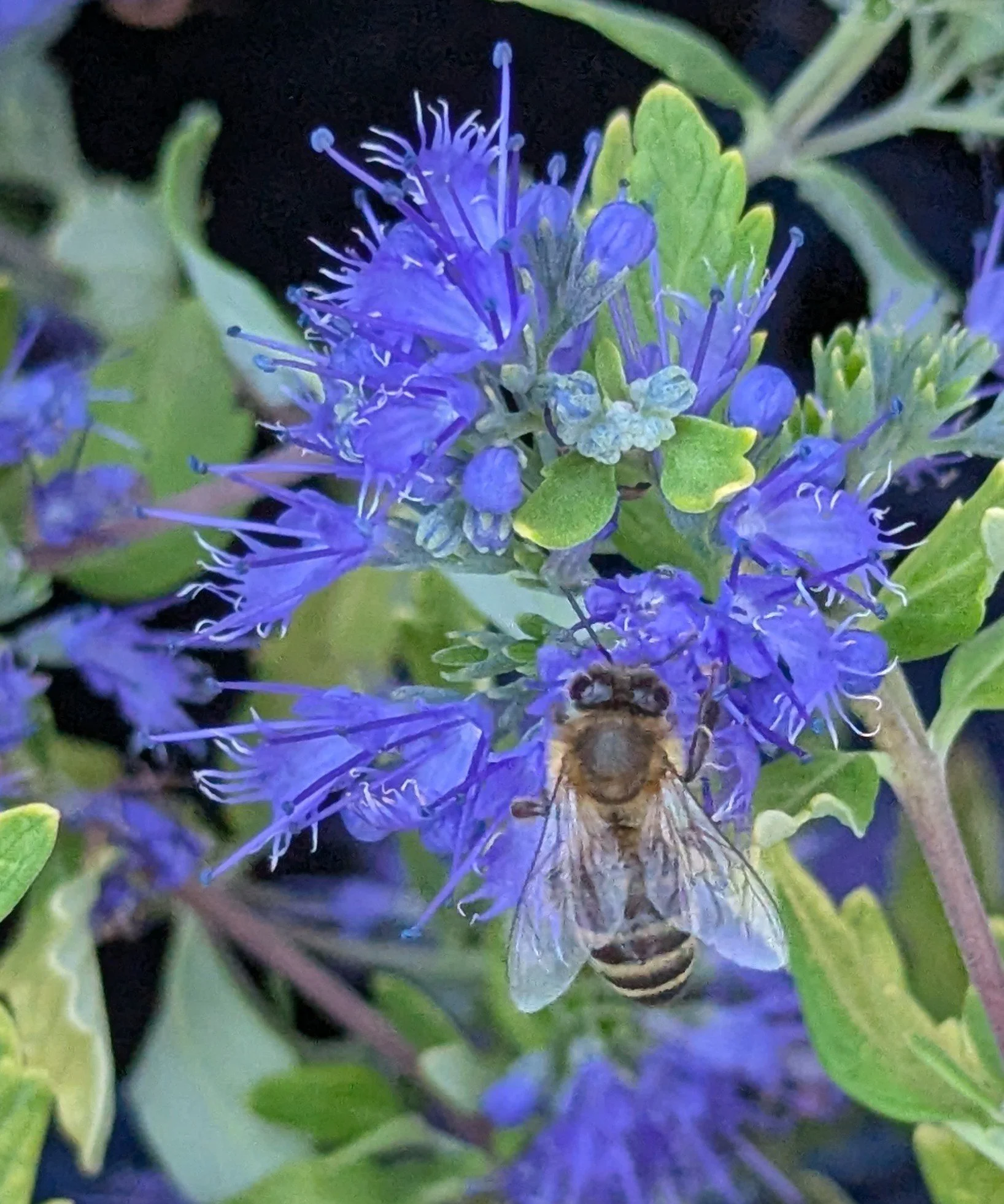 caryopteris gold crest eg1 bee.jpg