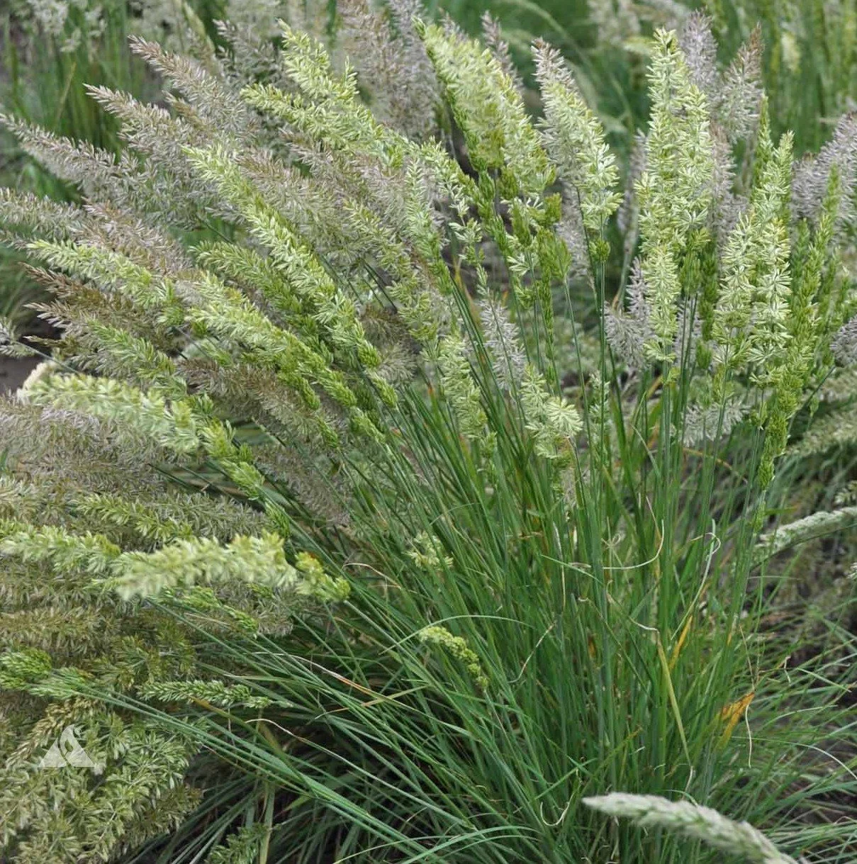 Prairie-Junegrass-KOMA-1701.jpg