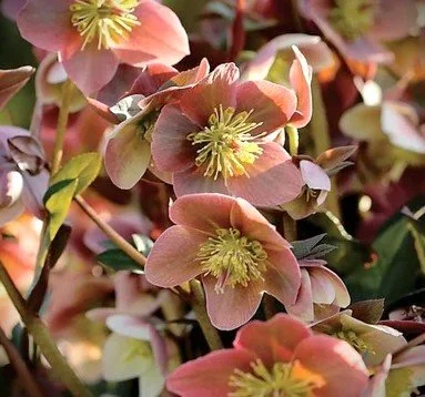 hellebore merlin light pink.jpg