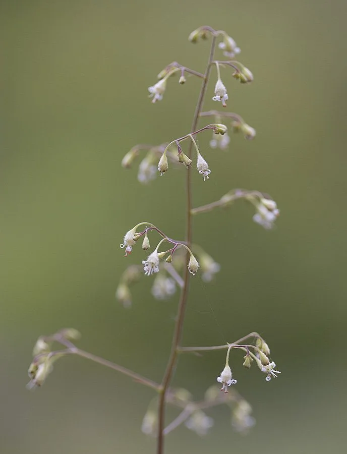 Rod Gilbert - Heuchera micrantha.jpg