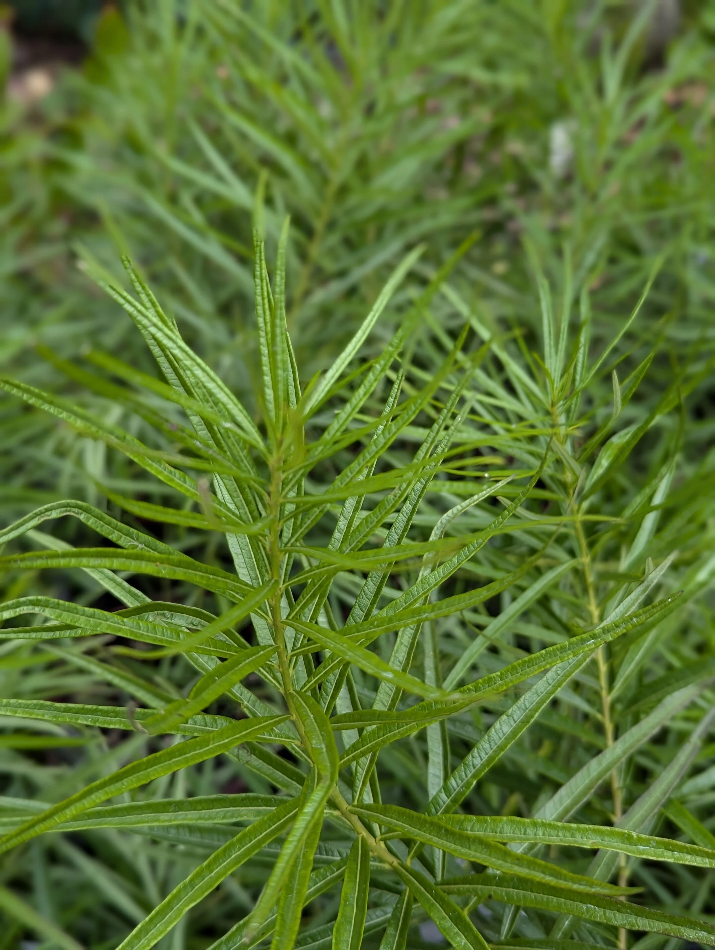 amsonia summer foliage.jpg