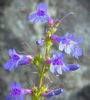 Penstemon subserratus (Finetooth Beardtongue) 1 gal